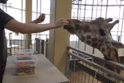 A opção preferida do animal é cenoura