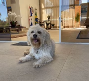 Pipoca é da raça cotton de tulear