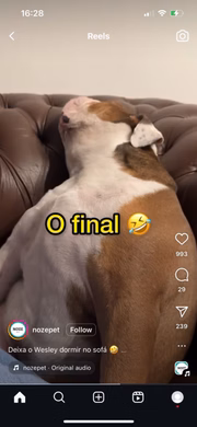 Reação de cachorro Wesley ao ser acordado viraliza na web
