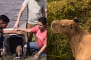 Capivara Filo é devolvida ao habitar natural, após disputa entre Agenor Tupinambá e o Ibama
