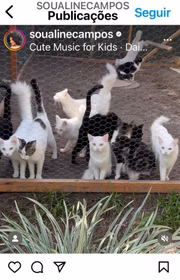 Aline construiu um "gatil" (espécie de canil) para seus pets