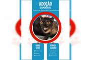Gatos buscam novos lares no DF