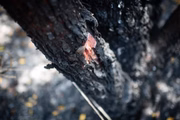 Incêndio no Parque Nacional (Parna) de Brasília