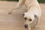 Eles estavam abandonados na rua