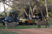 No safári offroad, os visitantes avistam animais nativos da região 