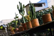 As plantas em vasos de barro custam de R$ 46 a R$ 330