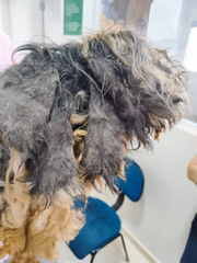 Mulher é multada por maus tratos a York e Shih tzu