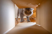 Os gatos precisam ter estímulos dentro da casa