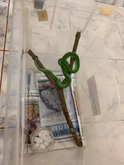 Não tem soro para o animal no Brasil