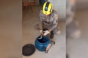 Animal foi capturado e solto em área de cerrado