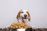 A prática ainda pode influenciar o aumento de peso dos cães 