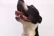 Cachorro também apresenta problemas respiratórios e nos olhos