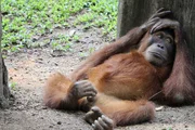 Inicialmente, a varíola de macacos é transmitida por contato com macacos infectados ou roedores, e é mais comum em países africanos. Antes do surto atual, somente quatro países fora do continente tinham identificado casos na história