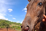 Cavalo alvo de maus-tratos em sítio de Iepê (SP)
