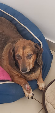 Além do quadro de hipotireoidismo, a cadela tem tumores benignos de gordura por todo o corpo