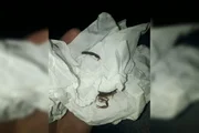 Ele foi encaminhado ao HRG, onde recebeu o soro contra a mordida