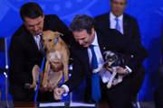 No fim de setembro, o governo federal havia aumentado para até 5 anos de reclusão condenados por atentar contra a integridade física de cães e gatos