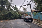 Árvore caída durante temporal em São Paulo