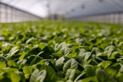 <b>Agricultura regenerativa</b> – O Whole Foods apontou a preocupação com o meio ambiente como a prioridade de sua clientela, que deve optar por marcas que buscam promover o sequestro de carbono