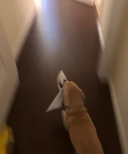 Esse cachorrinho pegou a lição de casa do tutor e decidiu brincar