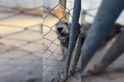 Protetora de animais morre e TCDF lança campanha para ajudar 400 cachorros 