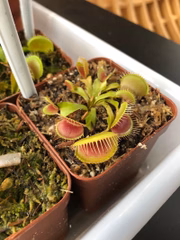 Planta carnívora