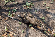 Imagens da devastação no Pantanal