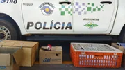 Aves silvestre são resgatadas de cativeiro em Teodoro Sampaio (SP)