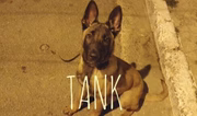 O pequeno Tank quando ainda cheirava leite