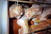 Carne, supostamente de gado furtado, encontrada em açougue investigado por receptação