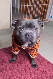 Ele tem 2 anos e 8 meses