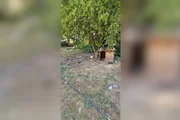 O cão também era mantido preso a correntes que restringiam sua movimentação e não havia qualquer alimento disponível para ele