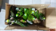Aves silvestre são resgatadas de cativeiro em Teodoro Sampaio (SP)