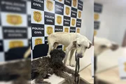 Dois cães foram resgatados com vida