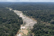 As terras indígenas Munduruku e Sai Cinza, do povo Munduruku, no Pará, acumulam, juntas, pouco mais de 60% de todo o desmatamento para garimpo registrado dentro de terras indígenas em 2020