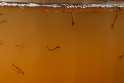 Água parada é ambiente para larvas do mosquito da dengue