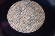 SES captura ovos de Aedes aegypti antes de eclodirem 