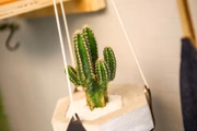As plantas em vasos de concreto custam entre R$ 29 e R$ 68