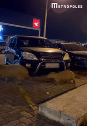 Quatro animais, incluindo um filhote, foram filmados enquanto atravessavam um estacionamento