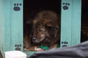 Cachorro em abrigo no RS