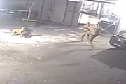 Cães percebem violência e começam a se movimentar