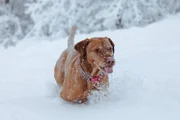 Além disso, raças de cães originárias de países frios tendem a sofrer com o clima do Brasil, por isso o tutor deve ficar atento com a hidratação do animal
