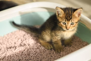 Escolher a melhor areia para as necessidades dos gatinhos é essencial