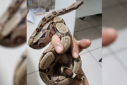 Jiboia é uma serpente 'dócil' se comparada a outras cobras