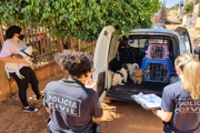 13 cães foram resgatados 