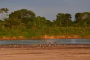 Aves no Rio Araguaia
