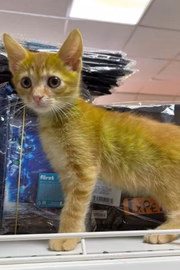Apesar de seu tom diferente, Eraser é um gatinho normal