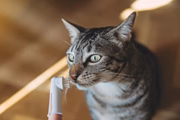 Os gatos também precisam desse cuidado