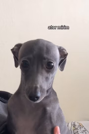 Segundo o jovem, o cachorro sempre tenta fazer algo contra ele 