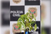 Pé de maconha encontrado na casa do casal
